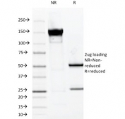 SDS-PAGE Analysis of Purified, BSA-Free MUC-1 Antibody (clone VU-2G7). Confirmation of Integrity and Purity of the Antibody.