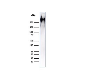 Western blot testing of human MCF7 cell lysate with MUC1 antibody (clone HMPV). This glycoprotein is commonly visualized between 120~500 kDa.
