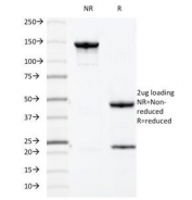 SDS-PAGE analysis of purified, BSA-free MUC-1 antibody (clone HMPV) as confirmation of integrity and purity.
