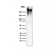 Western blot testing of human MCF7 cell lysate with MUC1 antibody (clone MUC1/520). This glycoprotein is commonly visualized between 120~500 kDa.