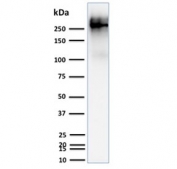 Western blot testing of human T47D cell lysate with MUC1 antibody. This glycoprotein is commonly visualized between 120~500 kDa.
