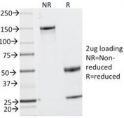 SDS-PAGE analysis of purified, BSA-free MUC2 antibody (clone MLP/842) as confirmation of integrity and purity.