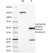 SDS-PAGE Analysis of Purified, BSA-Free Mucin-3 Antibody (clone M3.1). Confirmation of Integrity and Purity of the Antibody.