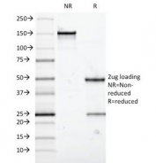 SDS-PAGE analysis of purified, BSA-free MUC5AC antibody (clone 58M1) as confirmation of integrity and purity.