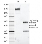 SDS-PAGE Analysis of Purified, BSA-Free MUC5AC Antibody (clone 9-13M1). Confirmation of Integrity and Purity of the Antibody.