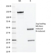 SDS-PAGE Analysis of Purified, BSA-Free c-Myc Antibody (clone 9E10.3). Confirmation of Integrity and Purity of the Antibody.
