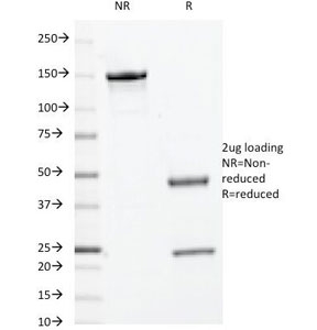 SDS-PAGE Analysis of Purified, BSA-Free c-Myc Antibody (clone 9E10.3). Confirmation of Integrity and Purity of the An