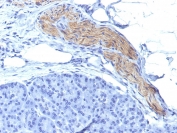 IHC: FFPE human pancreas tested with CD56 antibody (NCAM1/795).