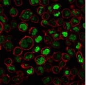 Immunofluorescent staining of PFA-fixed human K562 cells with Nucleolin antibody (green, clone NCL/902) and Phalloidin (red).