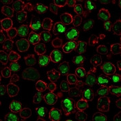 Immunofluorescent staining of PFA-fixed human K562 cells with anti-Nucleolin antibody (clone SPM614, green) and Phalloidin (red).