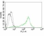 Flow cytometry testing of 293T cells. Black: cells alone; Grey: isotype control; Green: AF488-labeled NCL antibody (364-5).