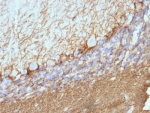 IHC: Formalin-fixed, paraffin-embedded rat cerebellum stained with NF-H antibody (NE14).