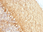 IHC: Formalin-fixed, paraffin-embedded rat cerebellum stained with Neurofilament antibody (NR-4).