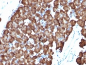 IHC: Formalin-fixed, paraffin-embedded rat pancreas stained with ODC antibody (clone ODC1/486).