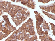 IHC: Formalin-fixed, paraffin-embedded mouse pancreas stained with ODC antibody (clone ODC1/486).
