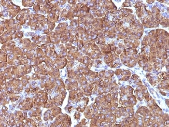 IHC: Formalin-fixed, paraffin-embedded human pancreas stained with ODC antibody (ODC1/486)