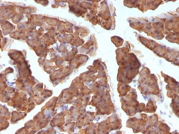 IHC: Formalin-fixed, paraffin-embedded mouse pancreas stained with ODC antibody (ODC1/486)