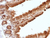 IHC: Formalin-fixed, paraffin-embedded mouse small intestine stained with ODC antibody (clone ODC1/486).