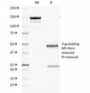 SDS-PAGE analysis of purified, BSA-free ODC antibody (clone ODC1/486) as confirmation of integrity and purity.