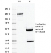 SDS-PAGE Analysis of Purified, BSA-Free Ornithine Decarboxylase Antibody (clone ODC1/487). Confirmation of Integrity and Purity of the Antibody.