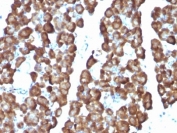 IHC: Formalin-fixed, paraffin-embedded rat pancreas stained with Ornithine Decarboxylase antibody (ODC1/487)