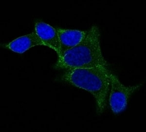 IF staining of LNCap cells using AF488 labeled Ornithine Decarboxylase antibody (ODC1/487) (Green). DAPI was used to stain the cell nuclei (blue).~
