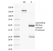 SDS-PAGE analysis of purified, BSA-free PAX7 antibody (clone PAX7/1187) as confirmation of integrity and purity.