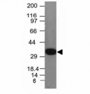 Western blot analysis of HepG2 cell lysate using PCNA antibody (clone PCNA/694). Predicted molecular weight ~29 kDa, routinely observed at 29~36 kDa.