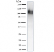 Western blot testing of human ThP1 cell lysate with CD31 antibody (clone 1A10). Predicted size: 83-130 kDa depending on level of glycosylation.