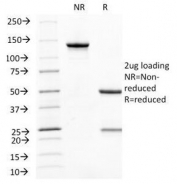 SDS-PAGE Analysis of Purified, BSA-Free CD31 Antibody (clone C31.10). Confirmation of Integrity and Purity of the Antibody.