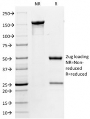 SDS-PAGE analysis of purified, BSA-free PECAM-1 antibody (clone 158-2B3) as confirmation of integrity and purity.