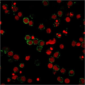 Immunofluorescent staining of PFA-fixed human Jurkat cells with PECAM-1 antibody (green, clone 158-2B3) and Reddot nuclear counterstain (red).~