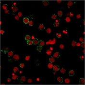 Immunofluorescent staining of PFA-fixed human Jurkat cells with PECAM-1 antibody (green, clone 158-2B3) and Reddot nuclear counterstain (red).