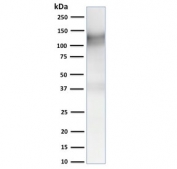 Western blot testing of human ThP1 cell lysate with CD31 antibody cocktail (clones C31.3 + C31.7 + C31.10). Expected molecular weight: 83-130 kDa depending on level of glycosylation.