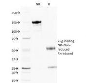 SDS-PAGE analysis of purified, BSA-free Cytochrome C antibody (clone 6H2.B4) as confirmation of integrity and purity.