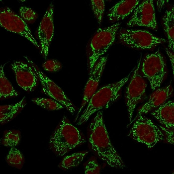 Immunofluorescent staining of PFA fixed human HeLa cells with Cytochrome C antibody (clone