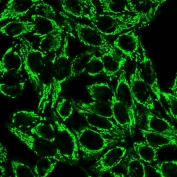 Immunofluorescent staining of PFA fixed human HeLa cells with Cytochrome C antibody (clone 6H2.B4).