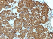 IHC analysis of formalin-fixed, paraffin-embedded human pancreas stained with Cytochrome C antibody (clone 7H8.2C12).