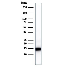 Western blot testing of human heart lysate with Cytochrome C antibody (clone 7H8.2C12). Predicted molecular weight: ~12 kDa, routinely visualized at ~15 kDa.~