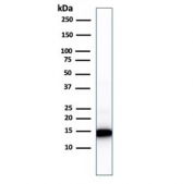 Western blot testing of human heart lysate with Cytochrome C antibody (clone 7H8.2C12). Predicted molecular weight: ~12 kDa, routinely visualized at ~15 kDa.