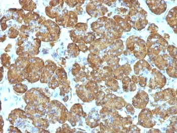 IHC: Formalin-fixed, paraffin-embedded human pancreas stained with Cytochrome C antibody (clone SPM389).~