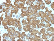 IHC: Formalin-fixed, paraffin-embedded human pancreas stained with Cytochrome C antibody (clone SPM389).