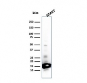 Western blot testing of human heart lysate with recombinant Cytochrome C antibody (clone SPM389). Predicted molecular weight: 12-14 kDa.