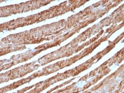 IHC staining of FFPE human heart with Cytochrome C antibody (clone CTC05). HIER: boil tissue sections in pH 9 10mM Tris with 1mM EDTA for 20 min and allow to cool before testing.