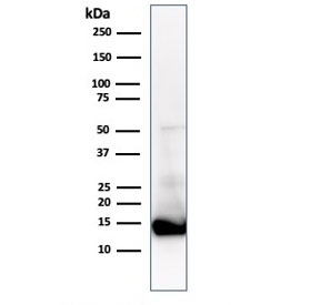 Western blot testing of human heart lysate with Cytochrome C antibody (clone CTC05). Predicted molecular weight: ~12 kDa, routinely visualized at ~15 kDa.~