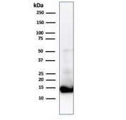Western blot testing of human heart lysate with Cytochrome C antibody (clone CTC05). Predicted molecular weight: ~12 kDa, routinely visualized at ~15 kDa.