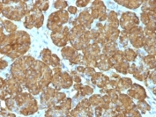IHC: Formalin-fixed, paraffin-embedded human pancreas stained with Cytochrome C antibody (CYCS/1010).