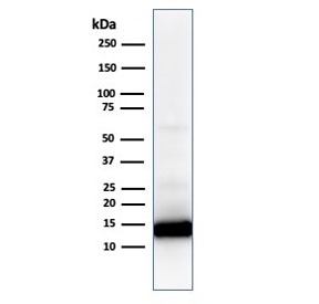 Western blot analysis of human heart lysate using Cytochrome C antibody (CYCS/1010). Predicted molecular weight: 12~14 kDa.~
