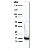 Western blot testing of human heart lysate with Cytochrome C antibody cocktail (clones 7H8.2C12 + CYCS/1010). Predicted molecular weight: ~12 kDa, routinely visualized at ~15 kDa.