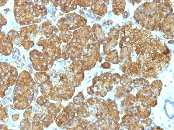 IHC: Formalin-fixed, paraffin-embedded human pancreas stained with Cytochrome C antibody cocktail (clones 7H8.2C12 + CYCS/1010).~